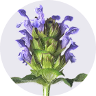 SELF HEAL HERB