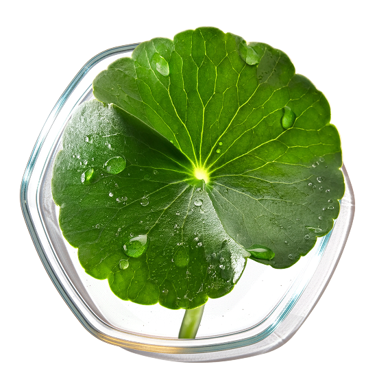 Brahmi