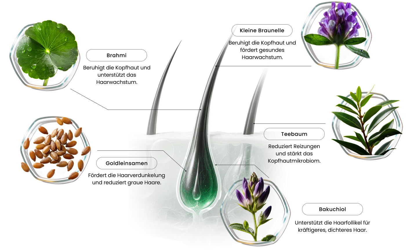 Ingredients Image
