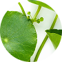 BRAHMI