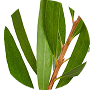 TEA TREE EXTRACT