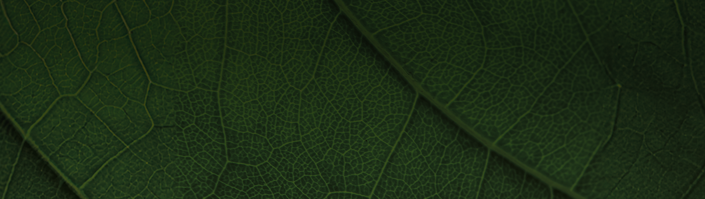 Leaf Banner Image