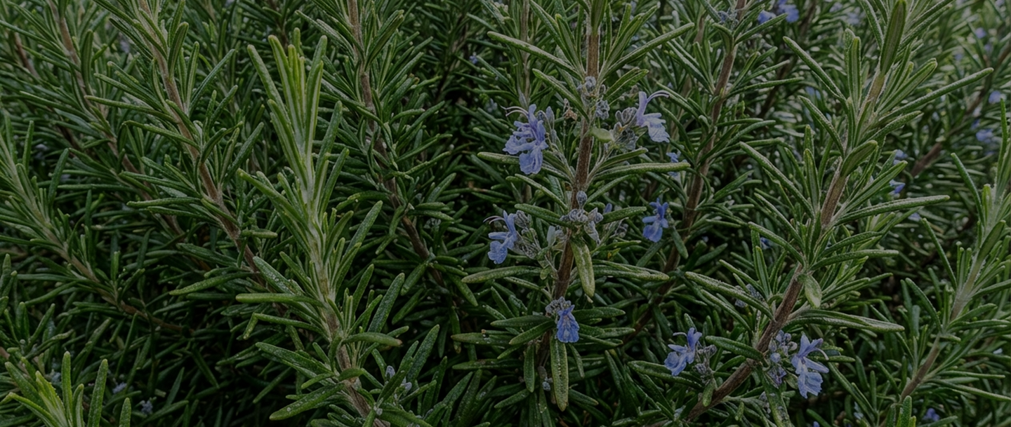 Rosemary Oil Limitation Image